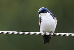 Blue-and-white Swallow